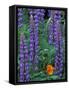 Lupine with Orange Poppy, Enumclaw, Washington, USA-Jamie & Judy Wild-Framed Stretched Canvas