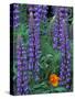 Lupine with Orange Poppy, Enumclaw, Washington, USA-Jamie & Judy Wild-Stretched Canvas