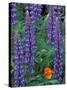 Lupine with Orange Poppy, Enumclaw, Washington, USA-Jamie & Judy Wild-Stretched Canvas