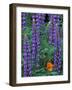 Lupine with Orange Poppy, Enumclaw, Washington, USA-Jamie & Judy Wild-Framed Photographic Print