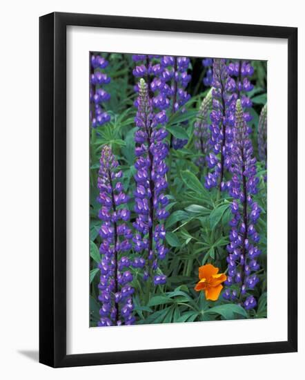 Lupine with Orange Poppy, Enumclaw, Washington, USA-Jamie & Judy Wild-Framed Photographic Print