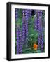 Lupine with Orange Poppy, Enumclaw, Washington, USA-Jamie & Judy Wild-Framed Photographic Print