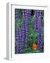 Lupine with Orange Poppy, Enumclaw, Washington, USA-Jamie & Judy Wild-Framed Photographic Print