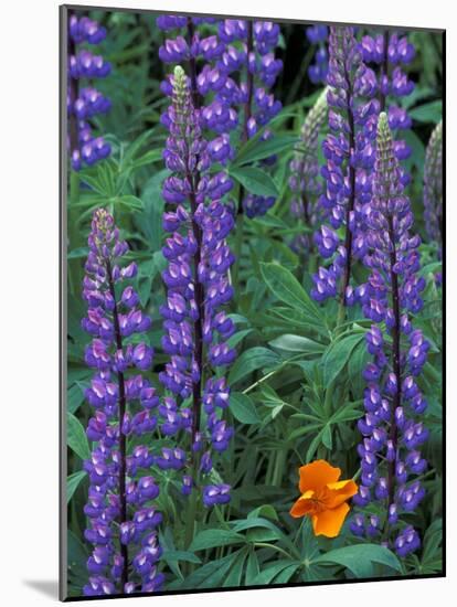 Lupine with Orange Poppy, Enumclaw, Washington, USA-Jamie & Judy Wild-Mounted Photographic Print