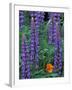 Lupine with Orange Poppy, Enumclaw, Washington, USA-Jamie & Judy Wild-Framed Photographic Print