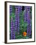 Lupine with Orange Poppy, Enumclaw, Washington, USA-Jamie & Judy Wild-Framed Photographic Print