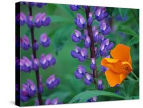 Lupine with Orange Poppy, Mt. Baker Snoqualmie National Forest, Washington, USA-Jamie & Judy Wild-Stretched Canvas