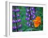 Lupine with Orange Poppy, Mt. Baker Snoqualmie National Forest, Washington, USA-Jamie & Judy Wild-Framed Photographic Print