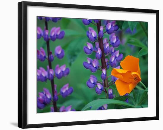 Lupine with Orange Poppy, Mt. Baker Snoqualmie National Forest, Washington, USA-Jamie & Judy Wild-Framed Photographic Print