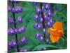 Lupine with Orange Poppy, Mt. Baker Snoqualmie National Forest, Washington, USA-Jamie & Judy Wild-Mounted Photographic Print