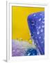 Lupine With Rain Drops, Southeast Alaska, USA-Nancy Rotenberg-Framed Photographic Print