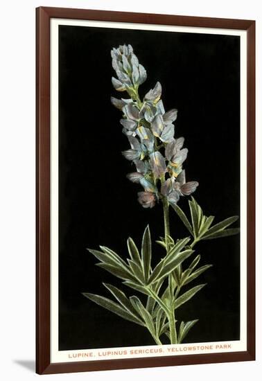 Lupine, Yellowstone National Park-null-Framed Art Print