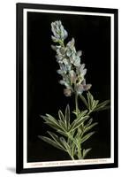 Lupine, Yellowstone National Park-null-Framed Art Print