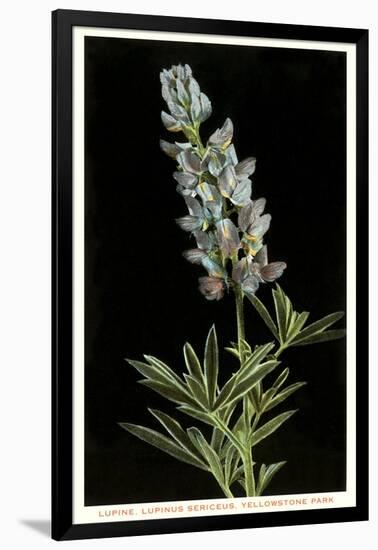 Lupine, Yellowstone National Park-null-Framed Art Print