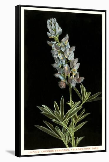 Lupine, Yellowstone National Park-null-Framed Stretched Canvas