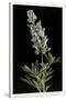 Lupine, Yellowstone National Park-null-Stretched Canvas