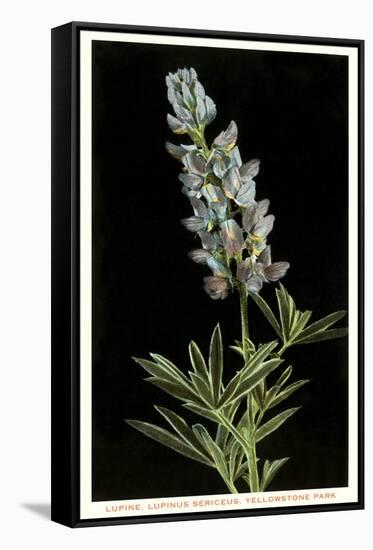 Lupine, Yellowstone National Park-null-Framed Stretched Canvas