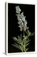 Lupine, Yellowstone National Park-null-Stretched Canvas