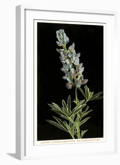 Lupine, Yellowstone National Park-null-Framed Art Print