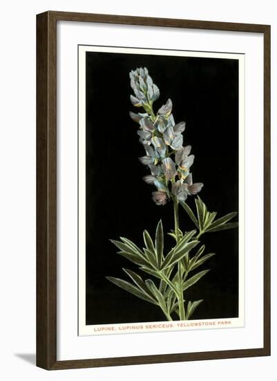 Lupine, Yellowstone National Park-null-Framed Art Print