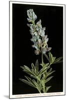 Lupine, Yellowstone National Park-null-Mounted Art Print