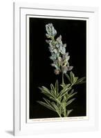 Lupine, Yellowstone National Park-null-Framed Art Print