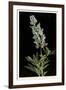 Lupine, Yellowstone National Park-null-Framed Art Print