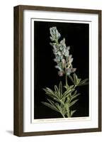 Lupine, Yellowstone National Park-null-Framed Art Print