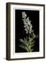 Lupine, Yellowstone National Park-null-Framed Art Print