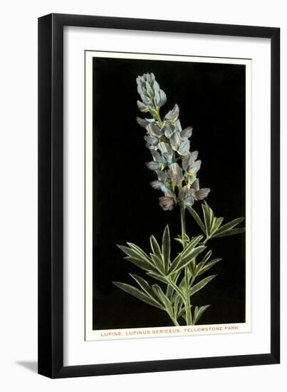 Lupine, Yellowstone National Park-null-Framed Art Print