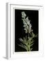 Lupine, Yellowstone National Park-null-Framed Art Print