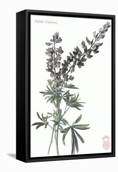 Lupine-null-Framed Stretched Canvas