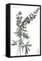 Lupine-null-Framed Stretched Canvas