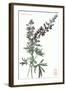 Lupine-null-Framed Art Print