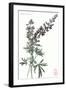 Lupine-null-Framed Art Print