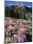 Lupines and Alpine Fir, Snowcapped Mountain, Jarbidge, Jarbidge Wilderness, Nevada, USA-Scott T. Smith-Mounted Photographic Print