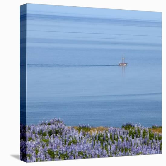 Lupines and Boat, Husavik, Iceland-Arctic-Images-Stretched Canvas