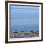 Lupines and Boat, Husavik, Iceland-Arctic-Images-Framed Photographic Print