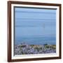 Lupines and Boat, Husavik, Iceland-Arctic-Images-Framed Photographic Print