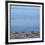 Lupines and Boat, Husavik, Iceland-Arctic-Images-Framed Photographic Print