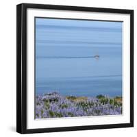 Lupines and Boat, Husavik, Iceland-Arctic-Images-Framed Photographic Print