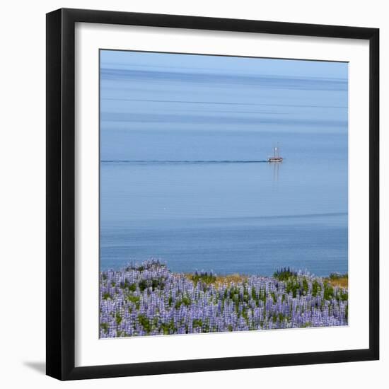 Lupines and Boat, Husavik, Iceland-Arctic-Images-Framed Photographic Print