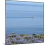 Lupines and Boat, Husavik, Iceland-Arctic-Images-Mounted Photographic Print