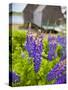 Lupines Bloom in Front of a Historic Fish Cannery in Lubec, Maine, Usa-Jerry & Marcy Monkman-Stretched Canvas