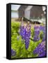 Lupines Bloom in Front of a Historic Fish Cannery in Lubec, Maine, Usa-Jerry & Marcy Monkman-Framed Stretched Canvas