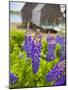 Lupines Bloom in Front of a Historic Fish Cannery in Lubec, Maine, Usa-Jerry & Marcy Monkman-Mounted Photographic Print