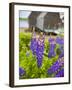 Lupines Bloom in Front of a Historic Fish Cannery in Lubec, Maine, Usa-Jerry & Marcy Monkman-Framed Photographic Print