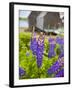 Lupines Bloom in Front of a Historic Fish Cannery in Lubec, Maine, Usa-Jerry & Marcy Monkman-Framed Photographic Print