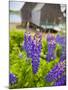 Lupines Bloom in Front of a Historic Fish Cannery in Lubec, Maine, Usa-Jerry & Marcy Monkman-Mounted Photographic Print