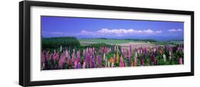 Lupines Hokkaido Japan-null-Framed Photographic Print